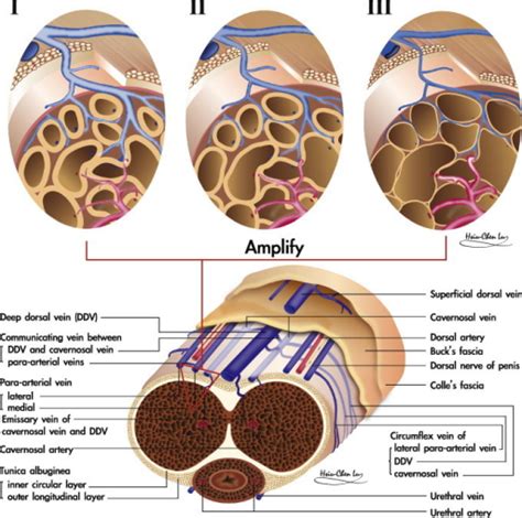 teen boner|Penis: Anatomy, Picture, Erection, and Ejaculation .